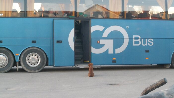    ( go-go dog)